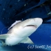 shark_lemon_tb_lbb_h_0404_bah0433.jpg